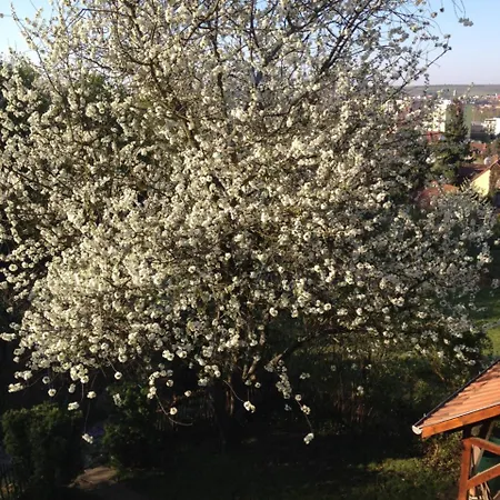 Hungaria Vendeghaz *