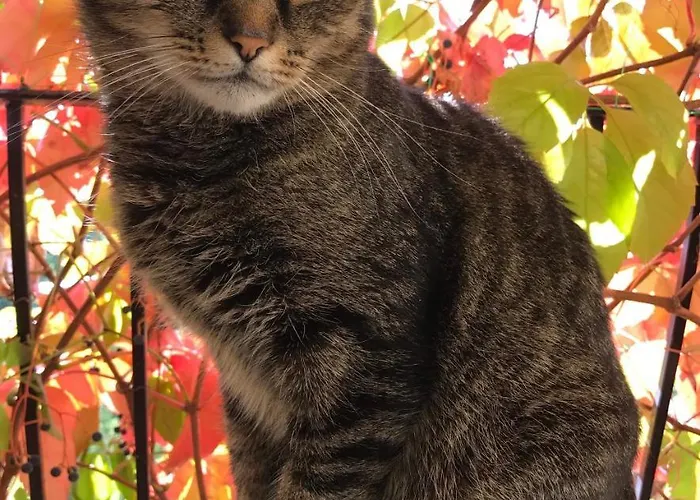 Hungaria Vendeghaz 3* Eger