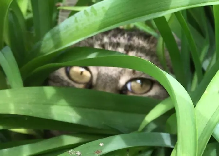 Hungaria Vendeghaz Guest house 3*